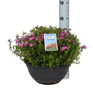 Phlox Early Pi Candy