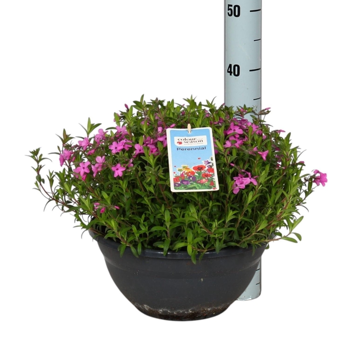 Phlox Early Pi Candy