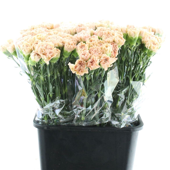 Di St Lege Marrone X 160