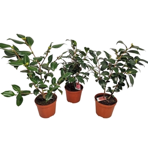CAMELLIA JAPONICA