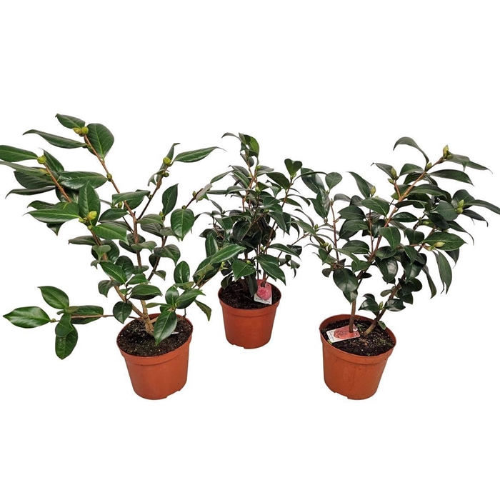 <h4>CAMELLIA JAPONICA</h4>