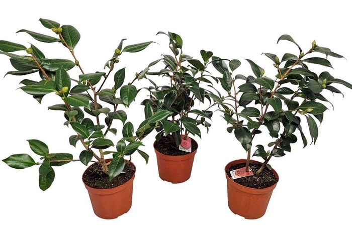 <h4>CAMELLIA JAPONICA</h4>