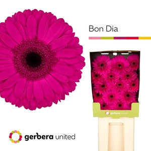 Gerbera Bon Dia Diamond