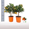 Calamondin op stam