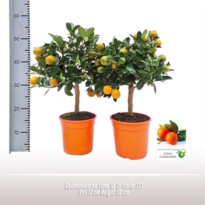 Calamondin op stam
