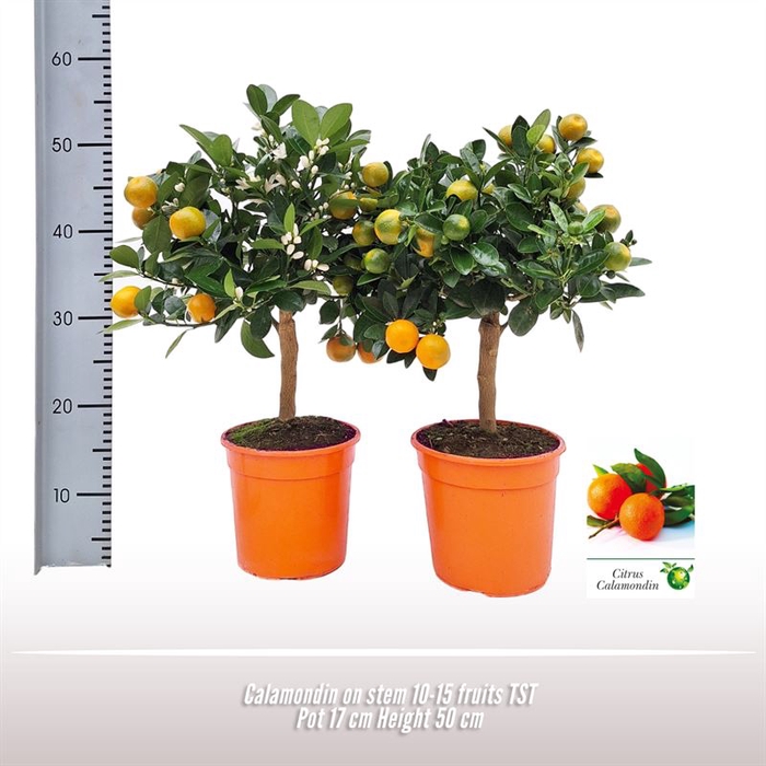 Calamondin op stam