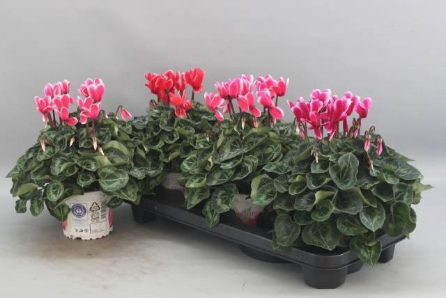 <h4>CYCL GR HALIOS FANT</h4>