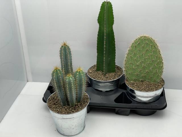 <h4>CACTUS GEM</h4>