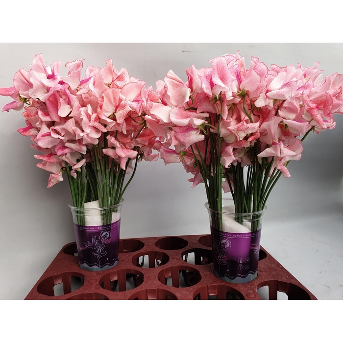 <h4>Lathyr Pink Wedding</h4>