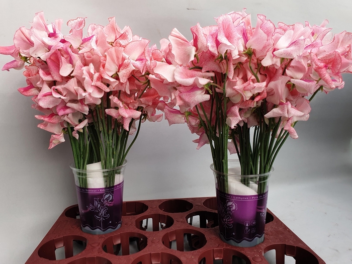 <h4>LATHYR PINK WEDDING</h4>