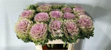 <h4>Brass Crane King</h4>