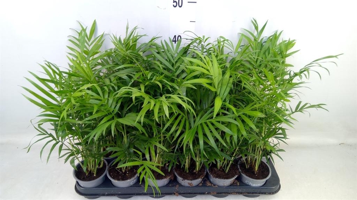 <h4>Chamaedorea elegans</h4>