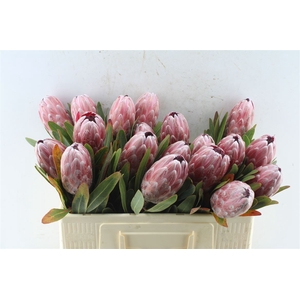 Protea Pink Ice Ex