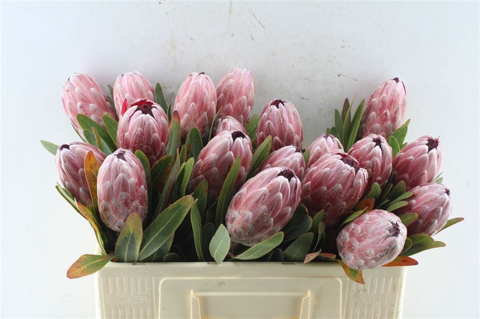 <h4>Protea Pink Ice Ex</h4>