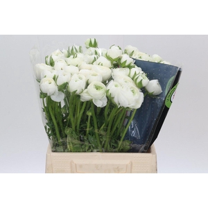 Ranunculus Charm White