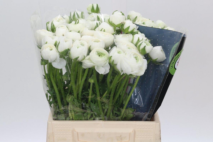 Ranunculus Charm White