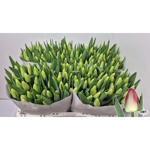 Tulipa si pulitzer
