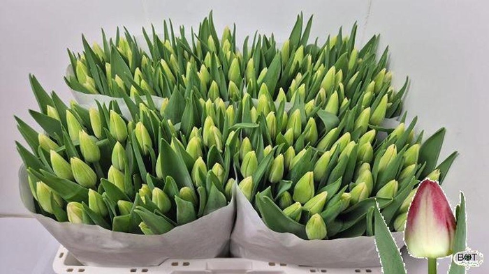 <h4>Tulipa si pulitzer</h4>