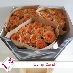 R GR LIVING CORAL