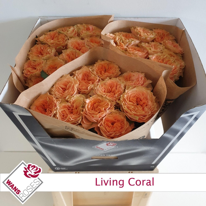 <h4>R GR LIVING CORAL</h4>