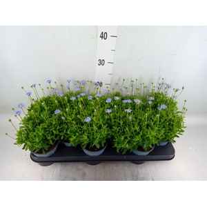 Felicia amell. 'Felicitara Blue'