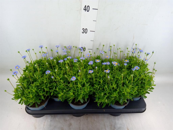 <h4>Felicia amell. 'Felicitara Blue'</h4>