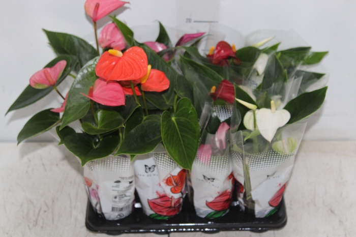 <h4>ANTHURIUM VARIADO P06</h4>