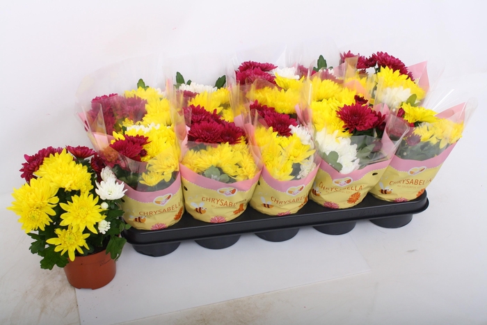 <h4>CHRYS GEM IN POT</h4>