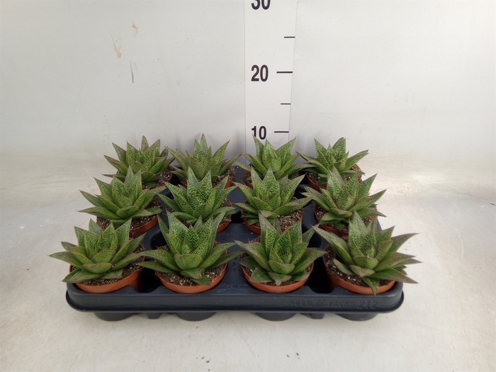 <h4>Gasteria  'D Tiga'</h4>