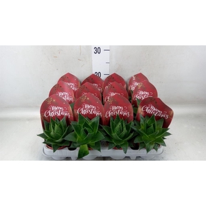 Aloe aristata 'Cosmo'