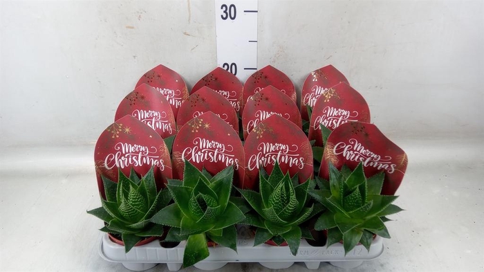 <h4>Aloe aristata 'Cosmo'</h4>