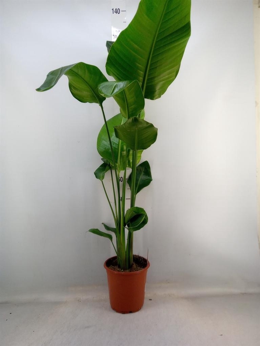 <h4>Strelitzia nicolai</h4>