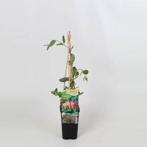 Lonicera Goldflame