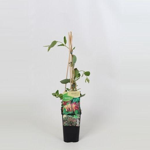 <h4>Lonicera Goldflame</h4>