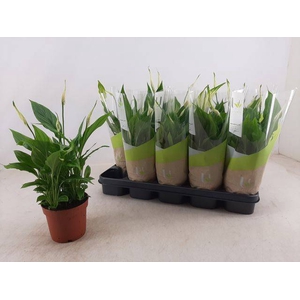 Spathiphyllum Bellini 13Ø 40cm 8fl