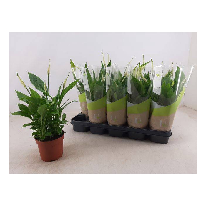<h4>Spathiphyllum Bellini 13Ø 40cm 8fl</h4>