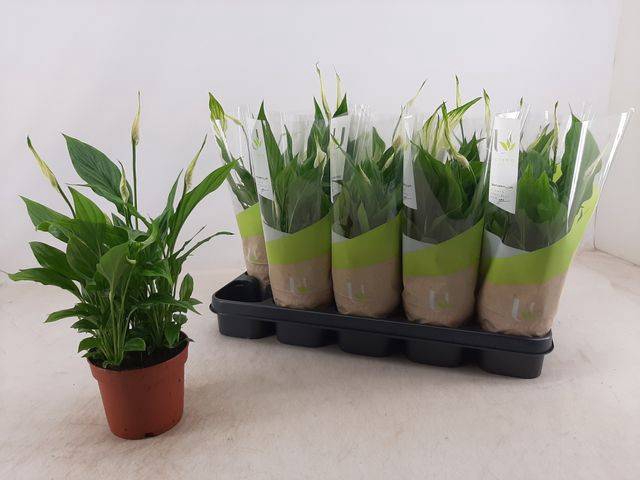 Spathiphyllum Bellini 13Ø 40cm 8fl