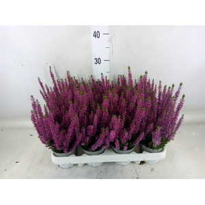 Calluna vulg. 'Beauty L Linda'
