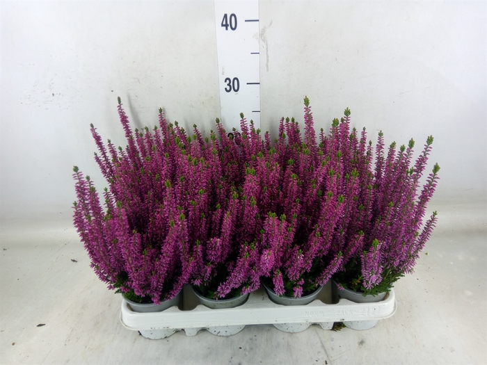 <h4>Calluna vulg. 'Beauty L Linda'</h4>