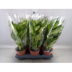 Dieffenbachia  'Compacta'