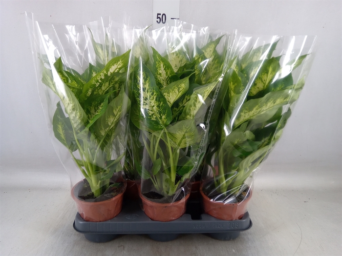 <h4>Dieffenbachia  'Compacta'</h4>