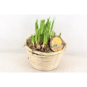 arr4 Narcis PL - Mand paia naturel