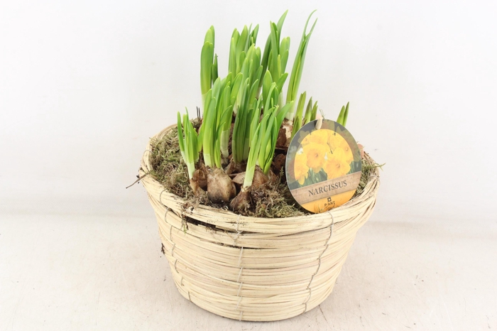 arr4 Narcis PL - Mand paia naturel