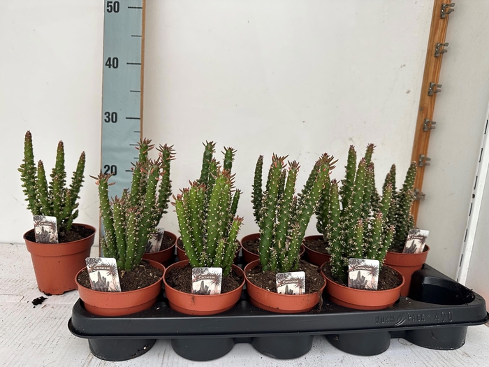 <h4>OPUNTIA</h4>