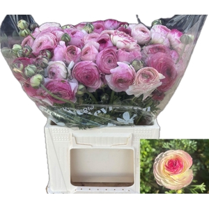 RAN ELEGANCE WHITE SFUMATO 51 GR.