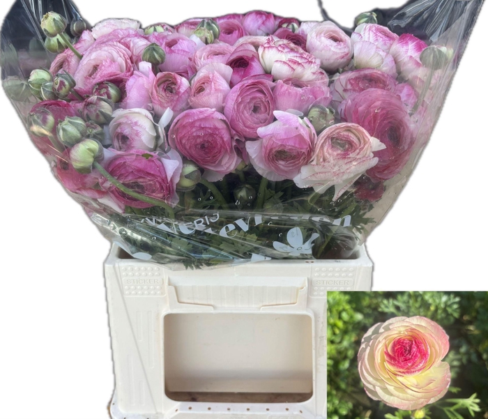 <h4>RAN ELEGANCE WHITE SFUMATO 51 GR.</h4>