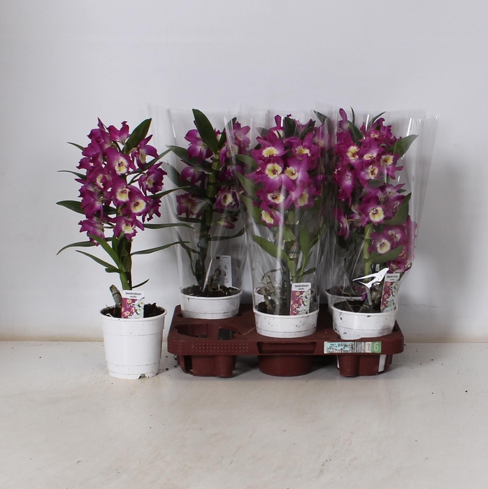 <h4>DEND NOBILE</h4>