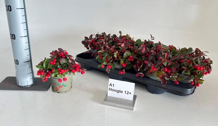 <h4>GAULTH PR BIG BERRY</h4>