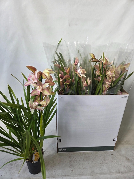 <h4>CYMB OVERIG</h4>