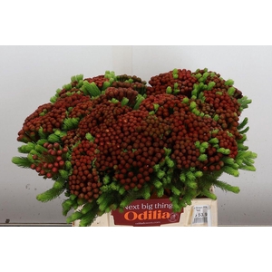 Kaaps Groen Alb. Red